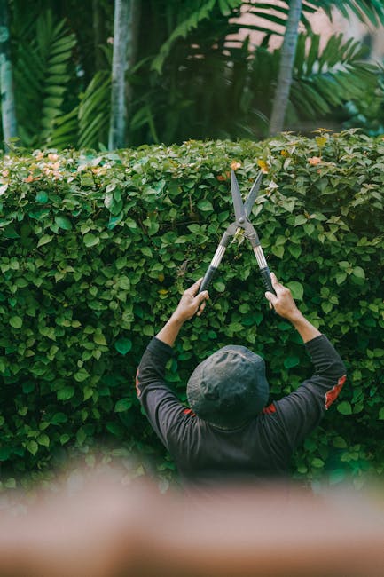 A person wearing a dark long-sleeved shirt and a black cap is using large hedge shears to trim a dense, well-maintained hedge in a garden. The hedge consists of small, green, glossy leaves, and the trimming action creates a neat, straight top edge. In the background, there are tropical plants with large, dark green fronds indicating a lush environment, and soft natural light illuminates the scene. The garden appears orderly with a landscaped layout, and the person is engaged in garden maintenance, which is representative of professional landscaping or hedge trimming work typical for outdoor garden care, as offered by Gardeners Finchley at their location on Ballards Lane Finchley.