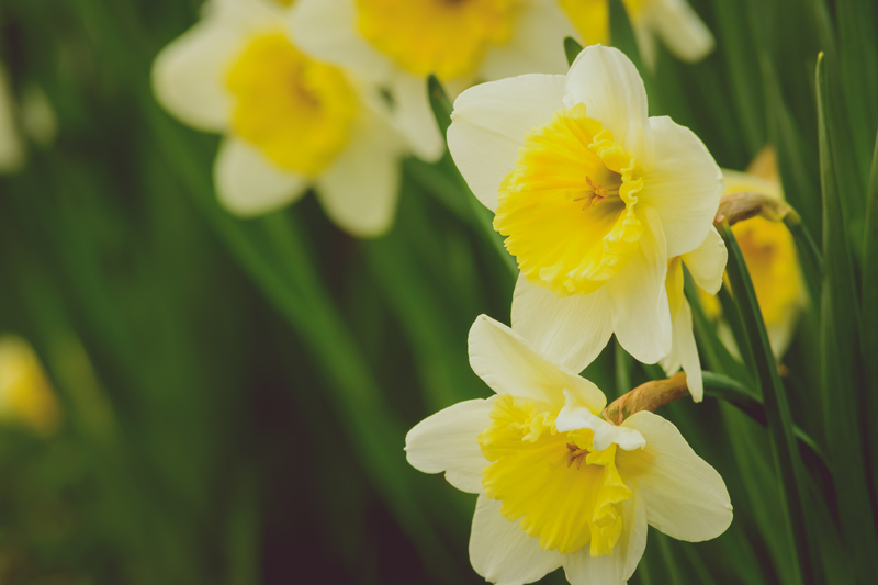 Garden outdoor space