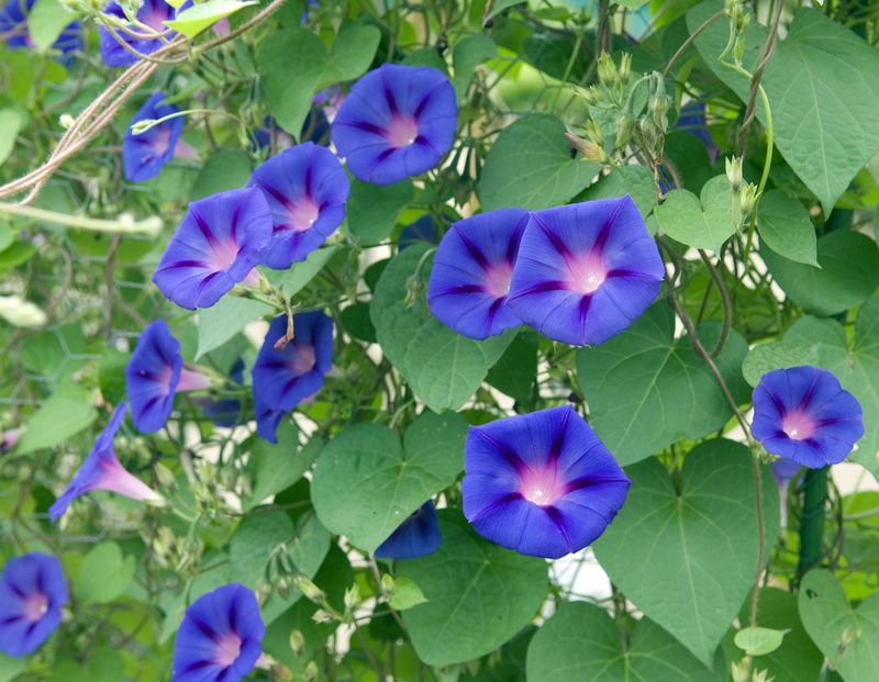 garden care garden