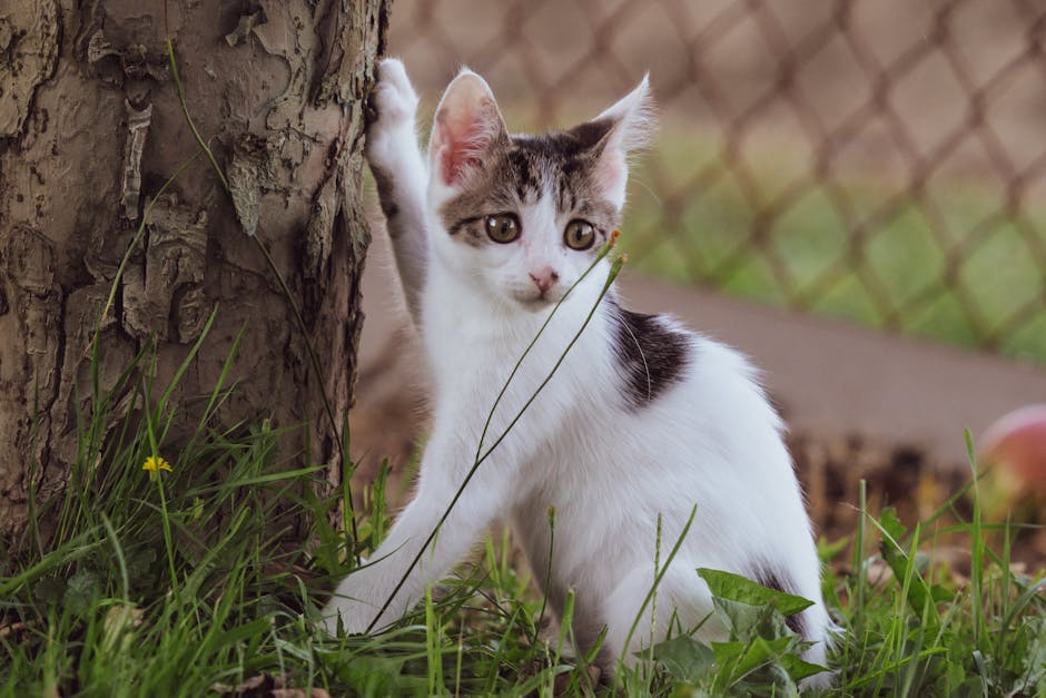 A young white and tabby kitten with large, attentive eyes is outdoors in a garden, leaning against a textured tree trunk with one paw touching the bark. The kitten's fur is predominantly white with dark brown and black patches on its head, back, and tail. The garden scene features lush green grass, some small yellow flowers, and leafy plants in the foreground. In the background, a wooden garden border runs parallel to a wire mesh fence, which is slightly out of focus. Light filters evenly across the scene, illuminating the kitten and highlighting the textures of the bark, leaves, and grass, suggesting a calm, well-maintained outdoor space that could be part of a garden landscaped and maintained by gardeners like those at Gardeners Finchley. The setting emphasizes outdoor garden maintenance, with natural growth and tidy borders, providing a peaceful environment typical of residential garden areas near Finchley Central station.